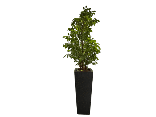 Plantenbak (inclusief plant) (Zwart)