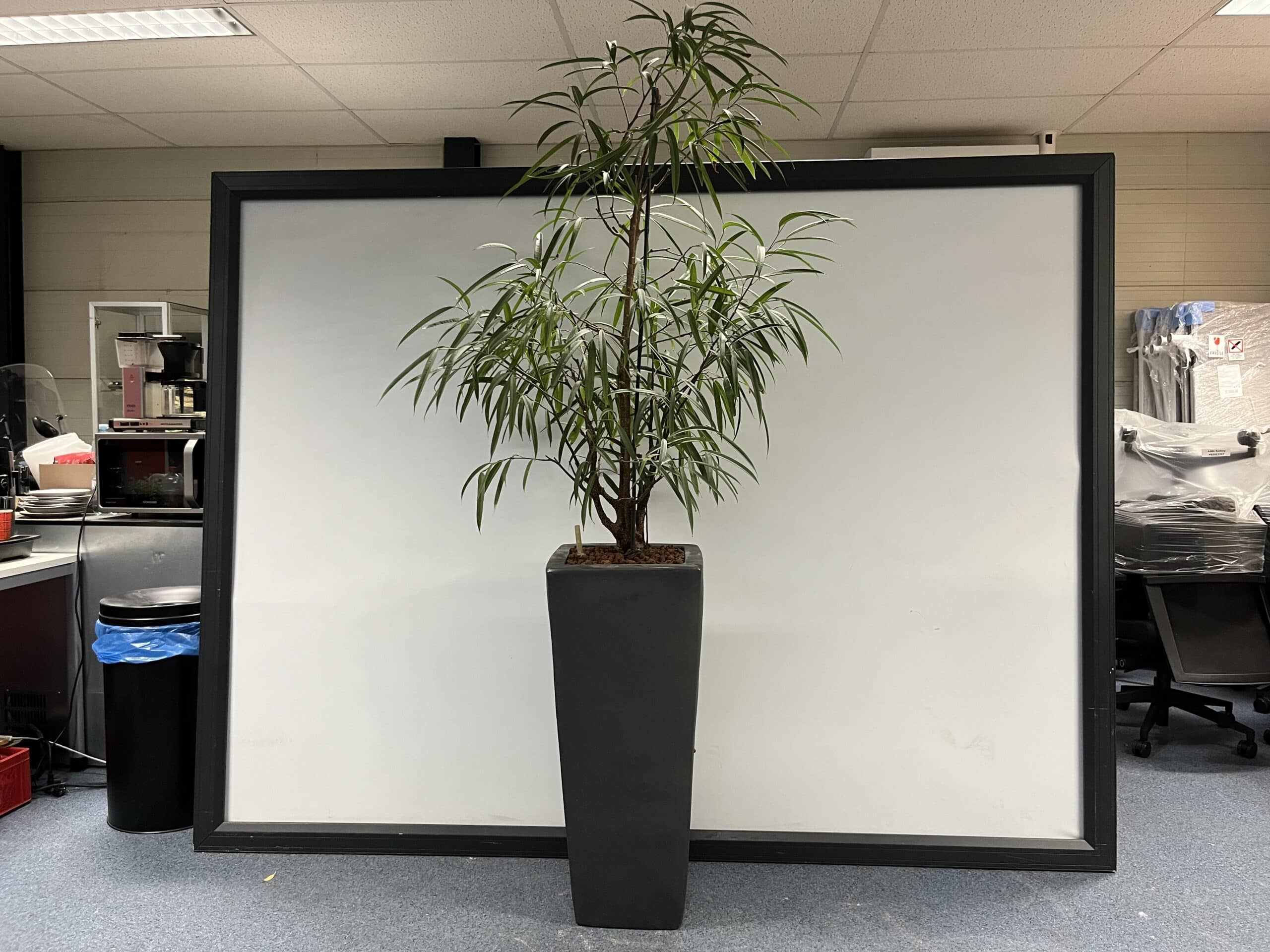 Plantenbak (inclusief plant) (230 cm hoog)