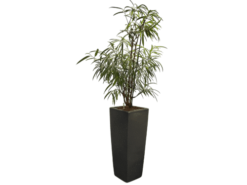 Plantenbak (inclusief plant) (230 cm hoog)