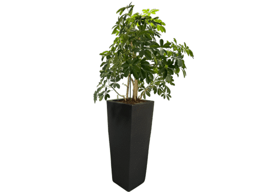 Zwarte Plantenbak (185 cm)