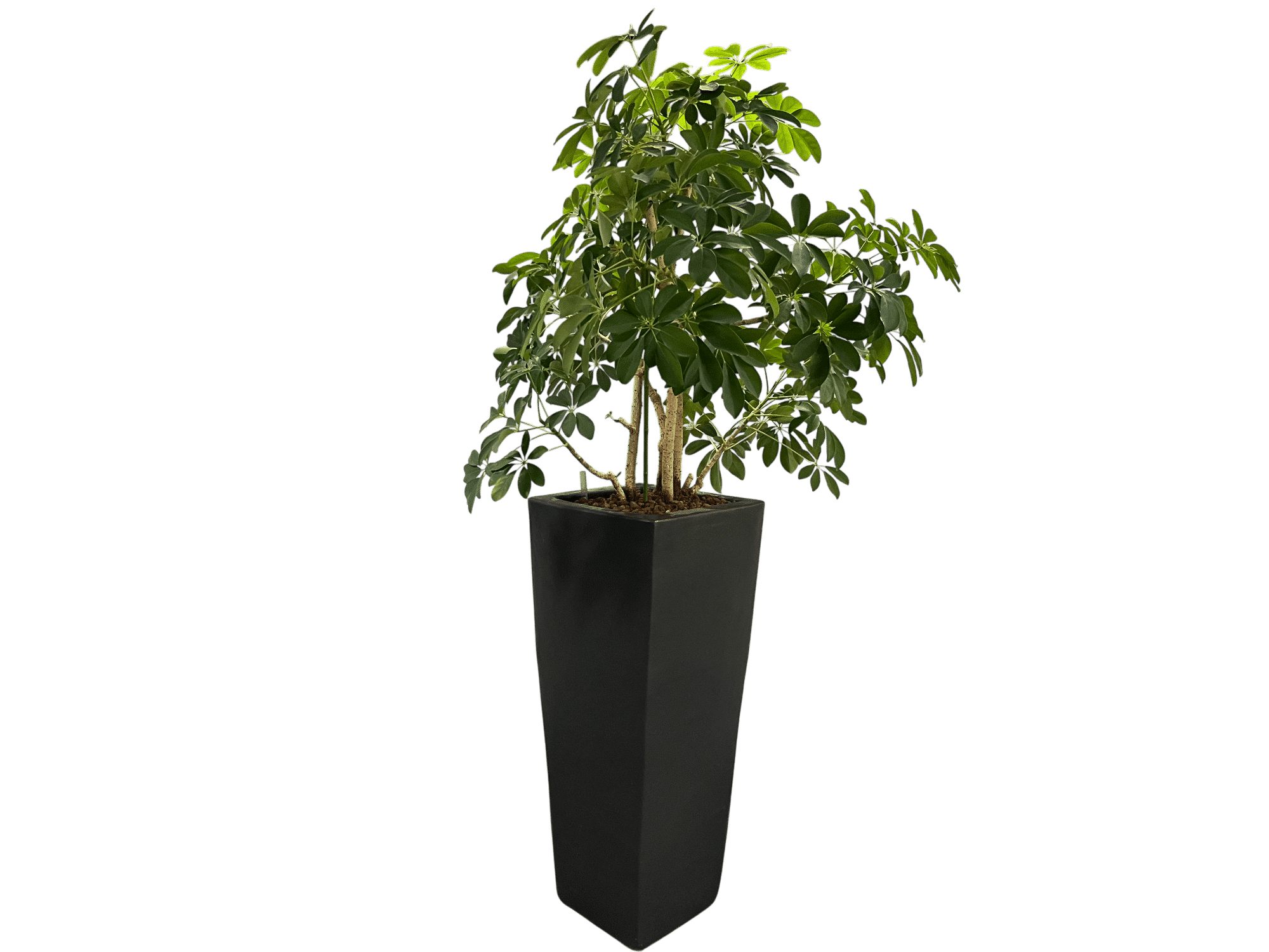 Zwarte Plantenbak (185 cm)