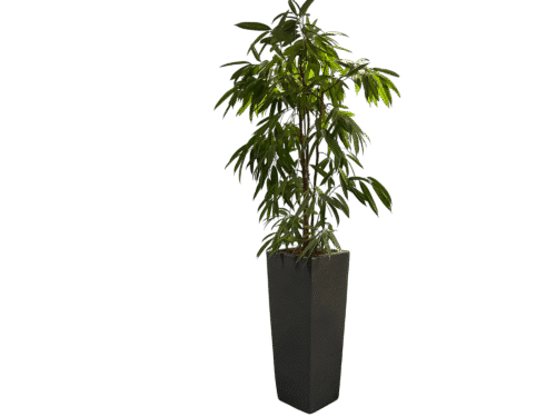 Zwarte plantenbak 235 cm hoog