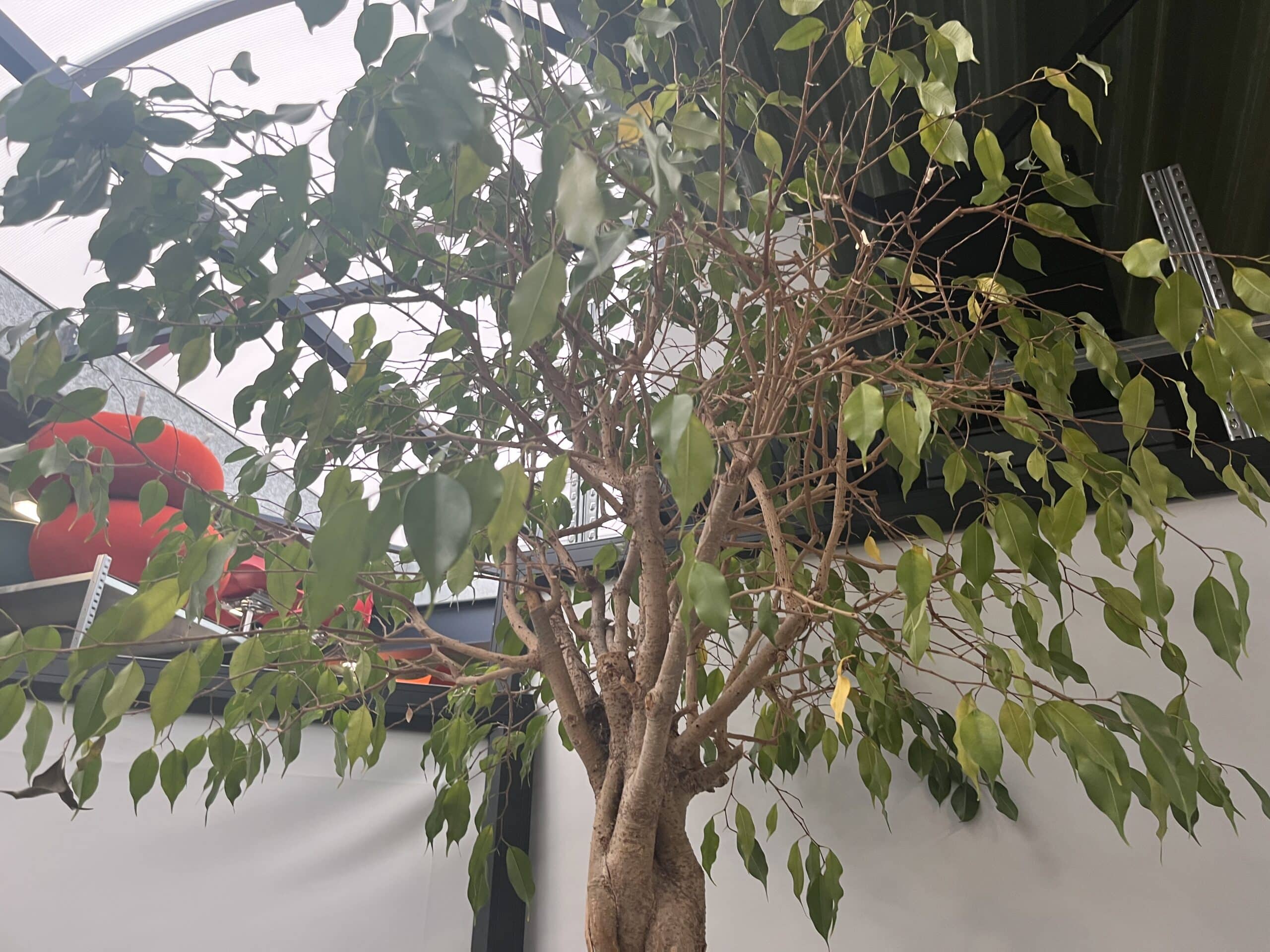 Plant + plantenbak - E00087