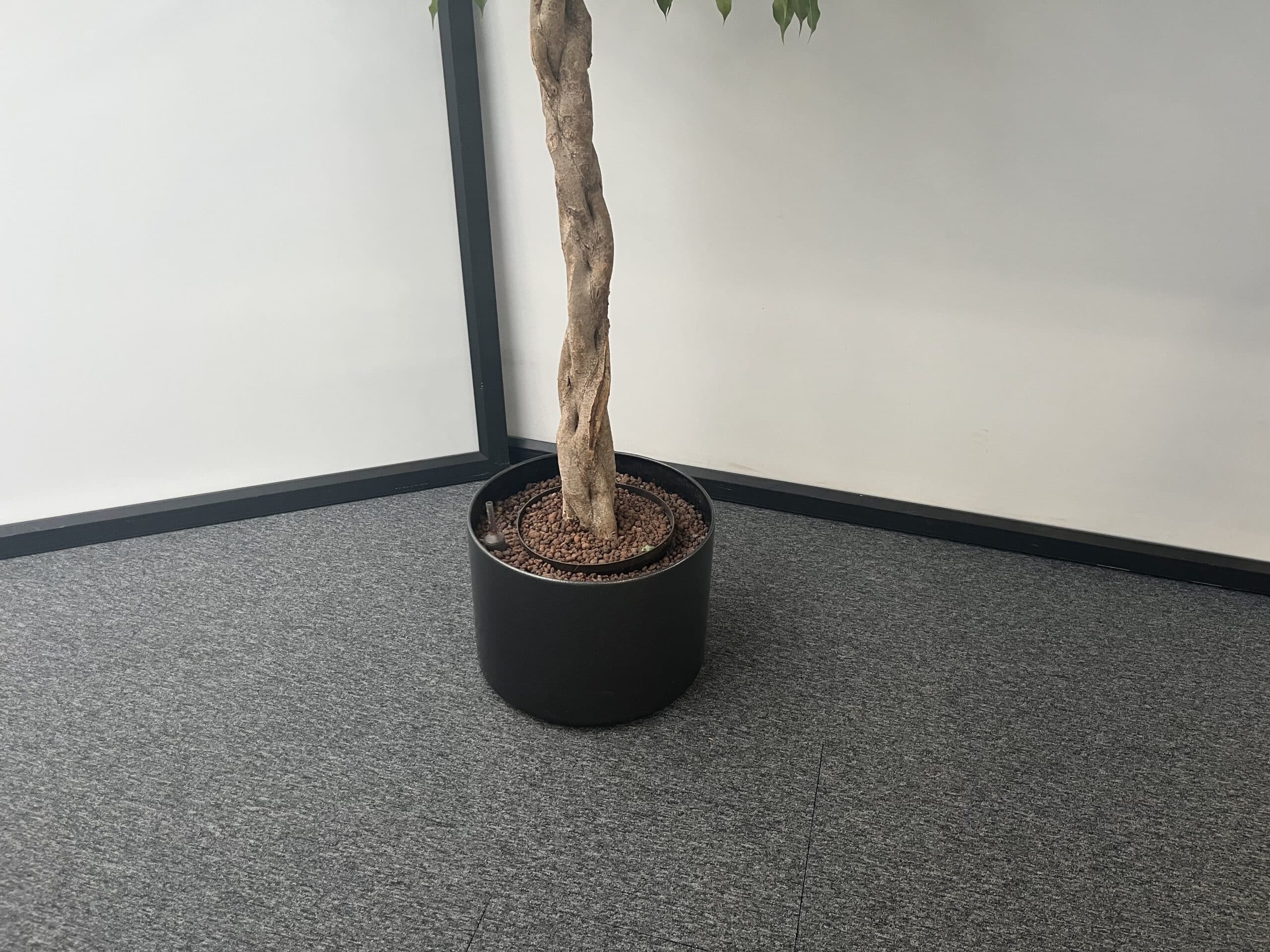 Plant + plantenbak - E00087