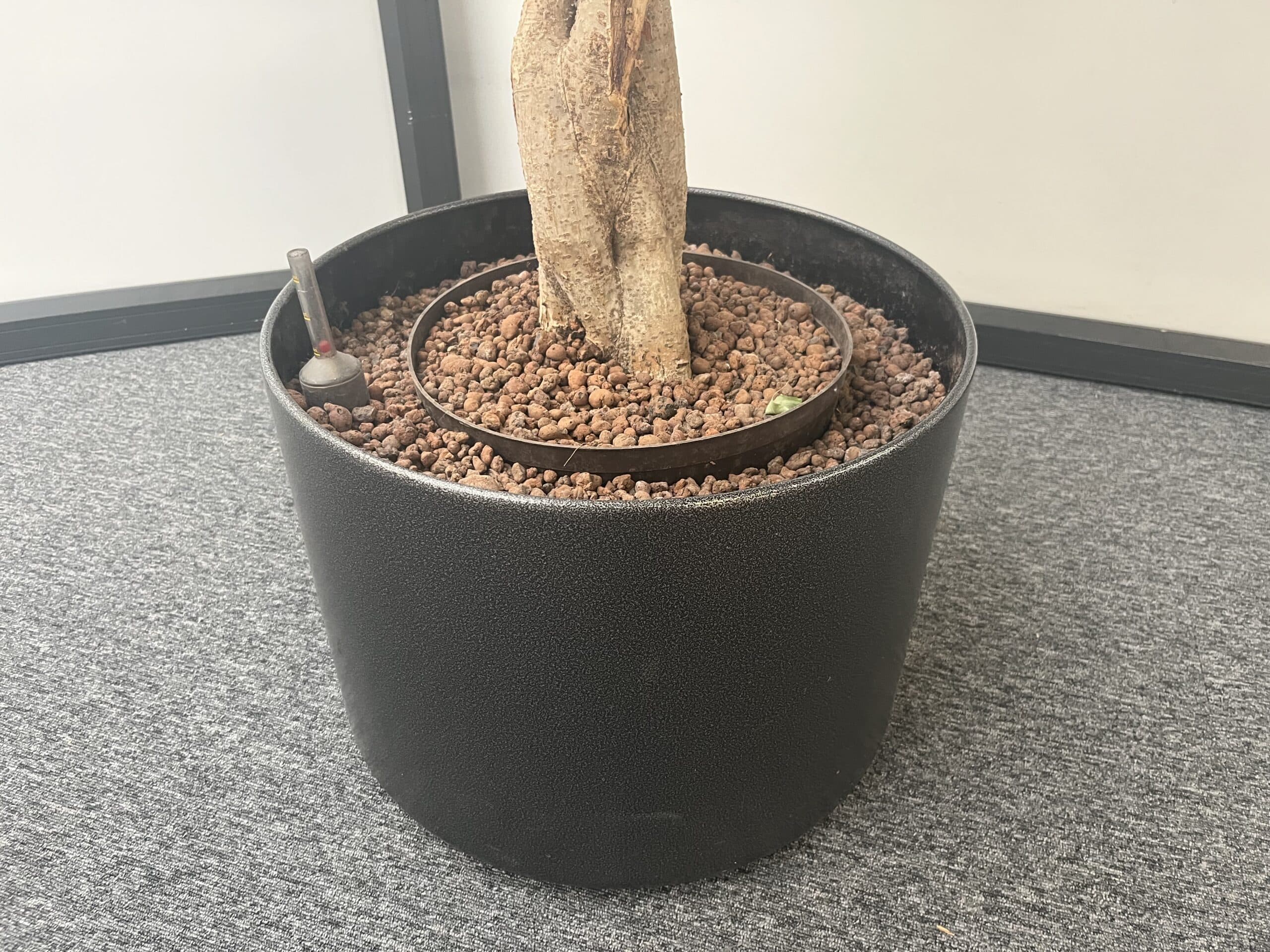 Plant + plantenbak - E00087