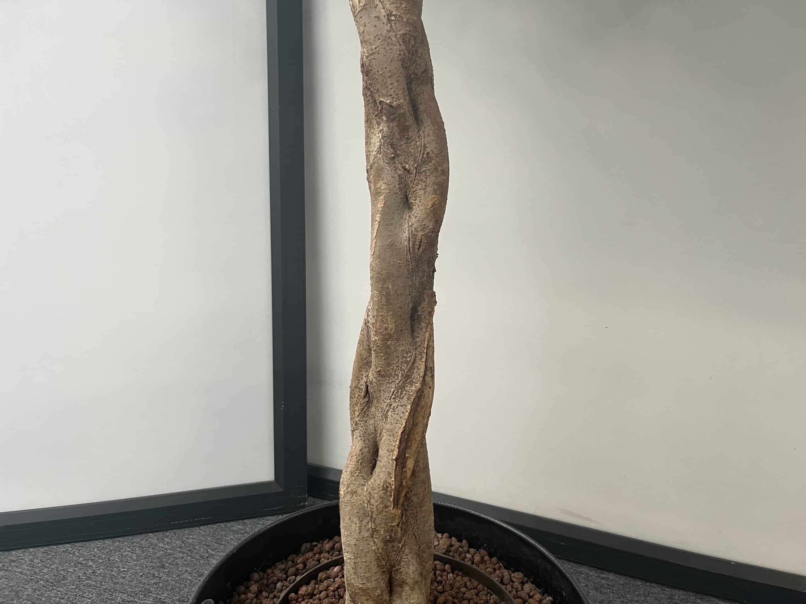 Plant + plantenbak - E00087